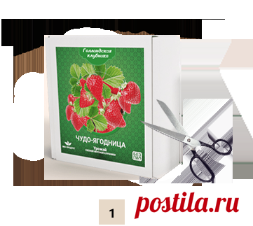 Голландская клубника - свежие ягоды круглый год