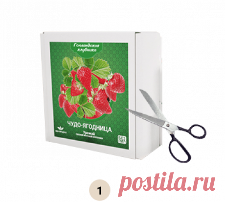 Голландская клубника - свежие ягоды круглый год
