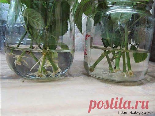 >Натуральные стимуляторы образования корней!