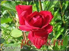 (+1) тема - И снова о розах: черенкование осенью | ОГОРОД БЕЗ ХЛОПОТ