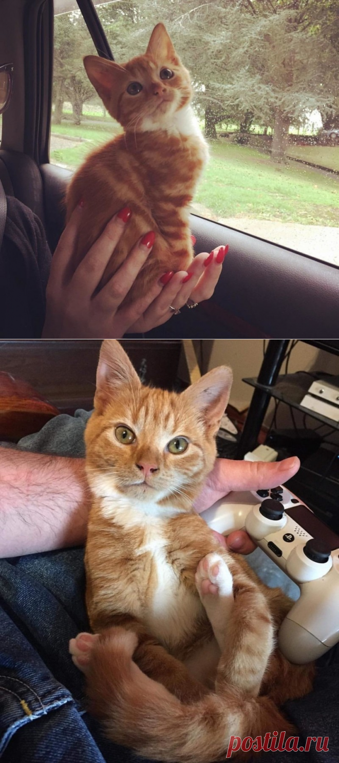 Котенок с непонятной аномалией роста получил второй шанс и любящую семью