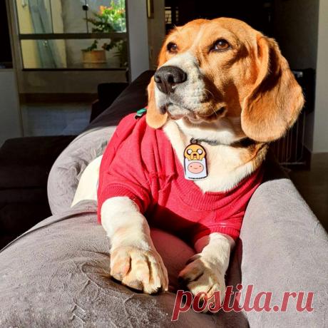 Tudo Sobre o Cão Beagle