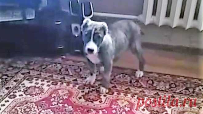 Удивительный пёс - меломан! Вы когда-нибудь видели такое?