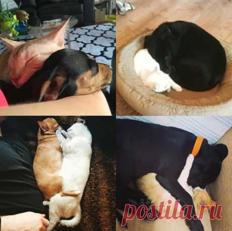 КотоПёс | VestiNewsRF.Ru