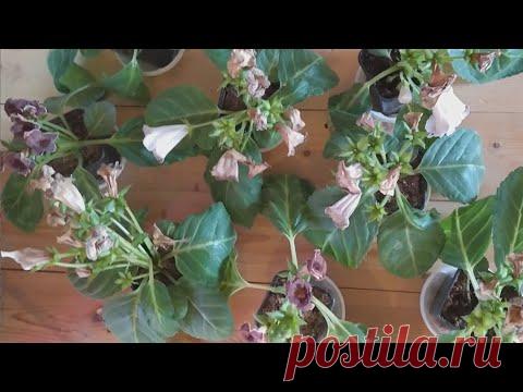 сеянцы глоксиний отцвели , что дальше делаю