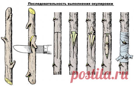 Прививка окулировкой – легкий способ летней прививки