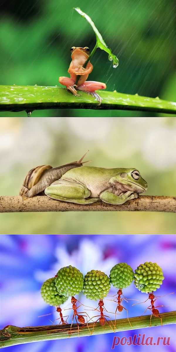 Удивительные макрофотографии амфибий.  (нашел basmanof84)