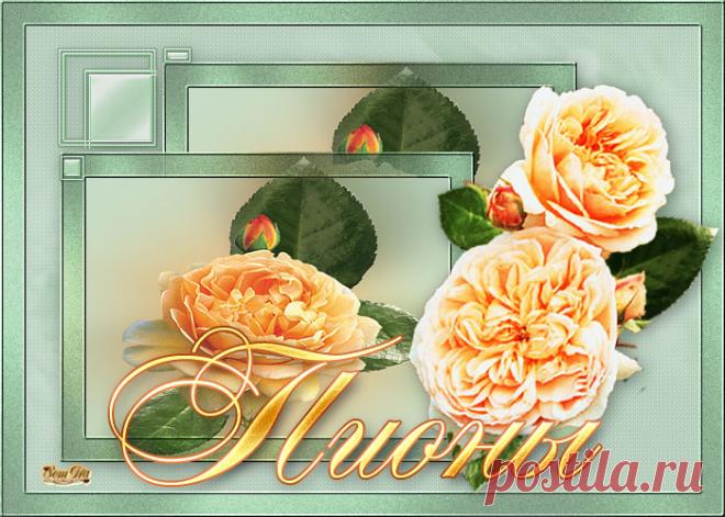 Пионы-клипарт пнг)))