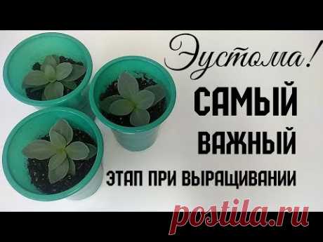 ЭУСТОМА! САМЫЙ ВАЖНЫЙ ЭТАП ПРИ ВЫРАЩИВАНИИ!