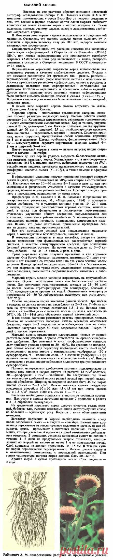 Левзея сафлоровидная (Маралий корень)