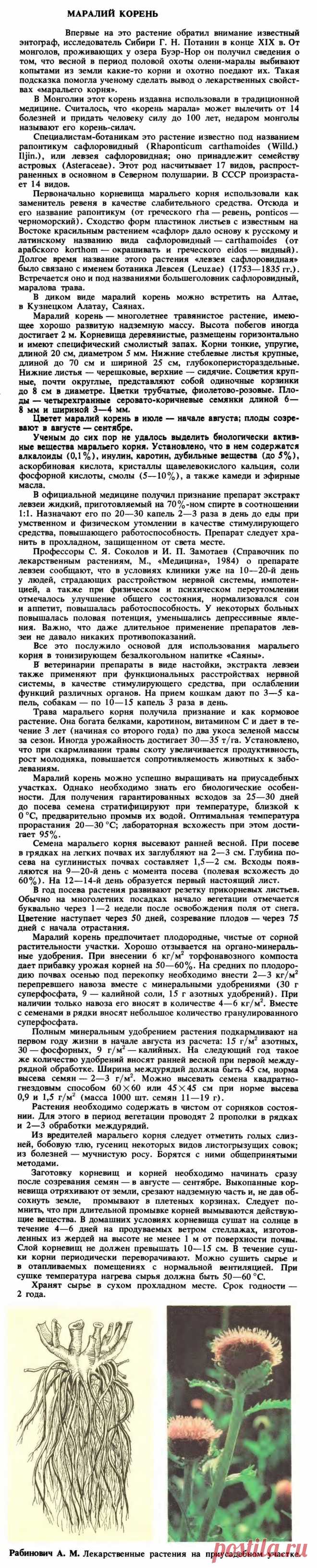 Левзея сафлоровидная (Маралий корень)