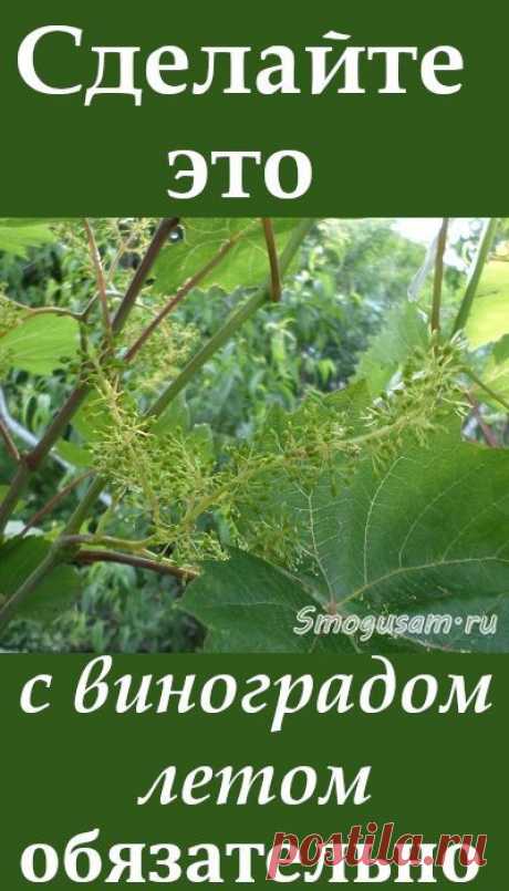 Как ухаживать за виноградом летом