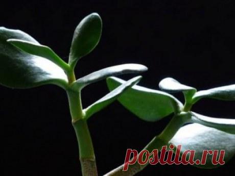 7 лечебных свойств денежного дерева, о которых вы даже не догадываетесь: item-press