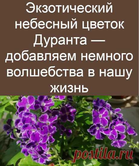 Экзотический небесный цветок Дуранта — добавляем немного волшебства в нашу жизнь