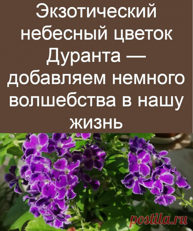 Экзотический небесный цветок Дуранта — добавляем немного волшебства в нашу жизнь