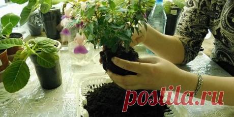 Как вырастить фуксию дома и правильно ухаживать за растением - посадка, полив и размножение