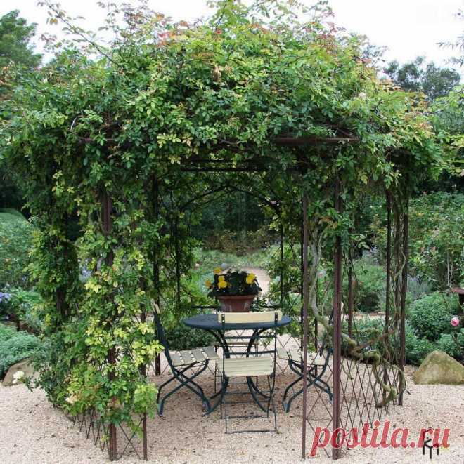 Вьющиеся растения в оформлении сада