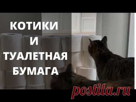 Челлендж - кошки с туалетной бумагой