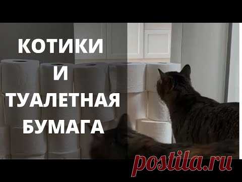 Челлендж - кошки с туалетной бумагой