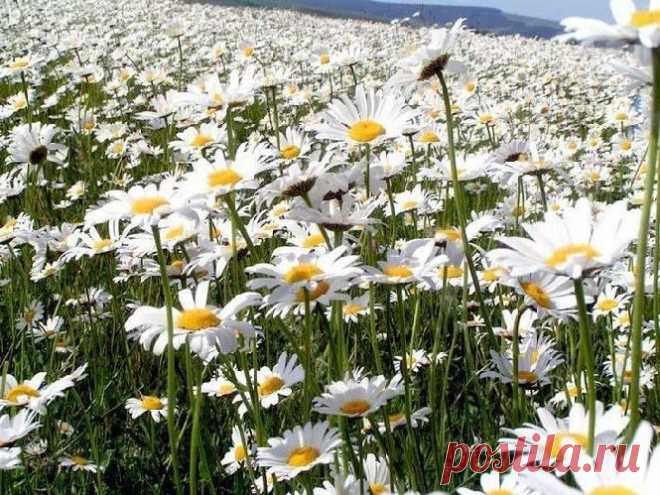 Моё любимое ...(Цветаева) / Разговоры на любые темы / PassionForum - мастер-классы по рукоделию