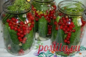 Огурчики с красной смородиной | Простые и вкусные рецепты