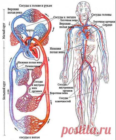 Очищение сосудов