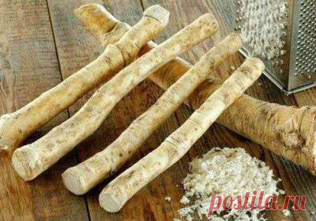 Польза хрена для здоровья человека