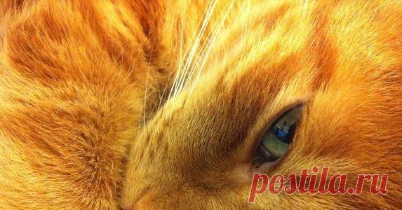 Великий Хранитель – СЛАВЯНСКАЯ КРАСОТА, пользователь * Ворон * | Группы Мой Мир