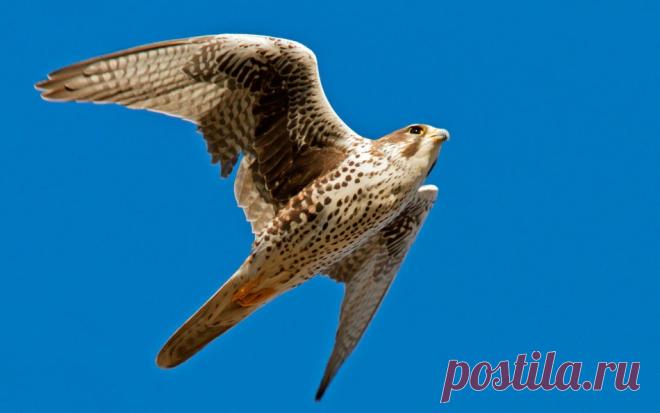 Осёдлые, зимующие и перелётные птицы: список, фото с названиями. Чем отличаются перелётные птицы от зимующих: презентация для дошкольников. Вьют ли гнезда перелетные птицы на юге? Какие птицы весной первыми и последними прилетают, а осенью улетают?