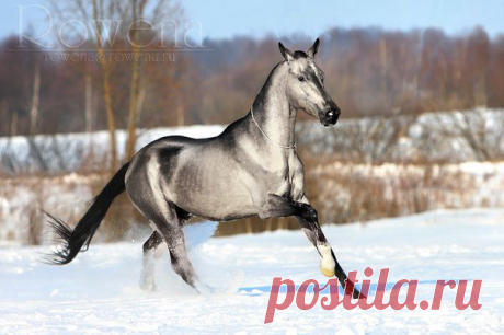 Редкие масти лошадей