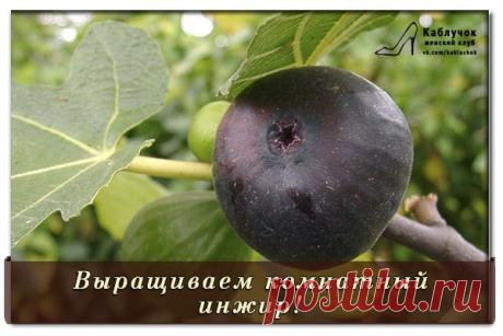 ВЫРАЩИВАЕМ КОМНАТНЫЙ ИНЖИР