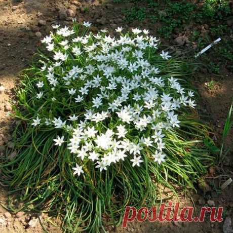 Многолетний садовый цветок Птицемлечник (Ornithogalum). Луковичный многолетник высотой 80-90 см. Луковица округлая или яйцевидная, 2-5 см в диаметре. Листья прикорневые линейные, зеленые или сизо-зеленые. Цветки диаметром 1-3 см, широко раскрытые, белые или желтоватые, по спинке с зеленой полоской, собраны в кистевидное или щитковидное соцветие. Цветет в апреле - июле.

Основные виды.
П.арабский (O.arabicum) - высотой до 60см; цветки белые, диаметром до 5 см.