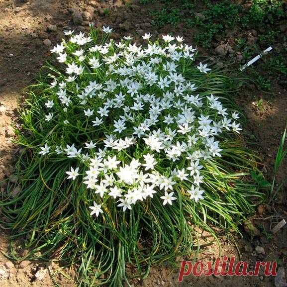 Многолетний садовый цветок Птицемлечник (Ornithogalum). Семейство:  лилейные (Liliaceae).

Синонимы: орнитогалум.

Луковичный многолетник высотой 80-90 см. Луковица округлая или яйцевидная, 2-5 см в диаметре. Листья прикорневые линейные, зеленые или сизо-зеленые. Цветки диаметром 1-3 см, широко раскрытые, белые или желтоватые, по спинке с зеленой полоской, собраны в кистевидное или щитковидное соцветие. Цветет в апреле - июле.