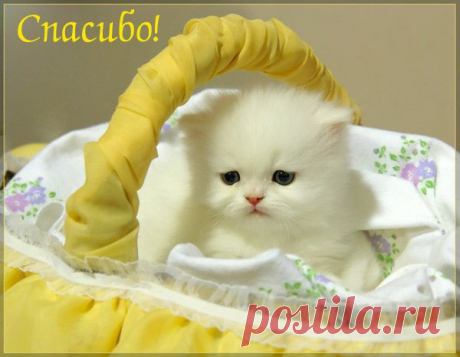 БЛАГОДАРНОСТИ - 50 фото. Фотографии zoja simonova.