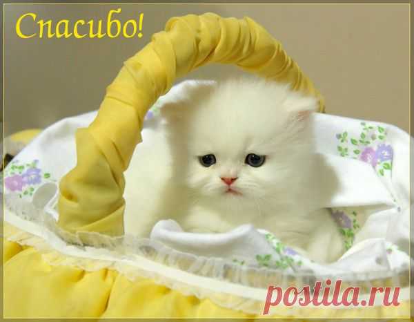 БЛАГОДАРНОСТИ - 50 фото. Фотографии zoja simonova.