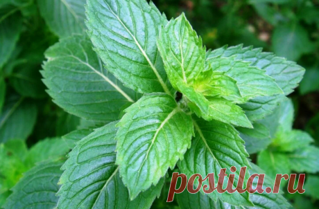 Мята: польза и скрытые риски, о которых важно знать