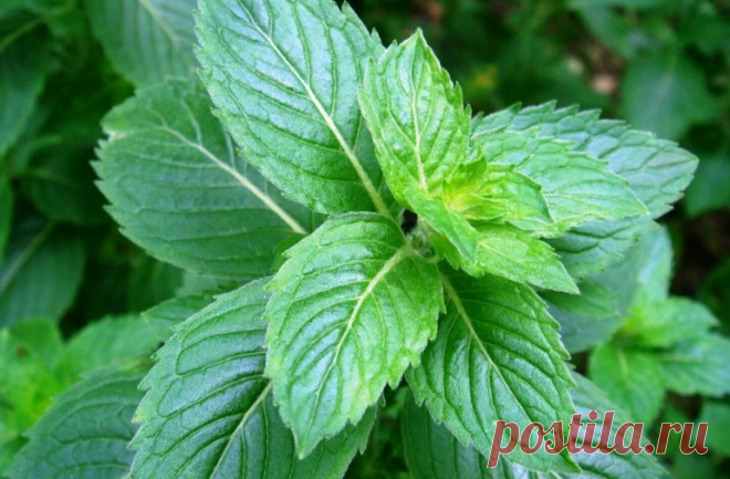 Мята: польза и скрытые риски, о которых важно знать