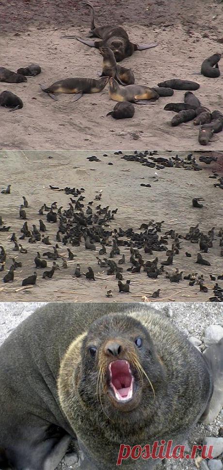 Морские котики | На краю земли
Тюлень ушастый
Ещё один представитель дальневосточной морской фауны - северный морской кот из семейства тюленей ушастых, получивший своё название за длинные усы, на этом сходство с другими представителями кошачьего рода заканчивается.