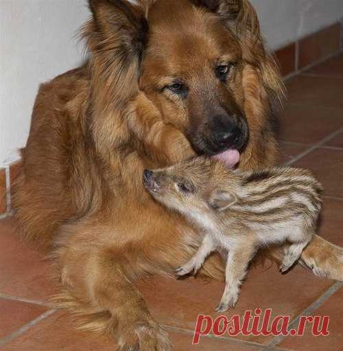 Покорми, спать уложи и вали отсюда на свою работу. Прикольные фотки. Feed, put to bed, go to work.