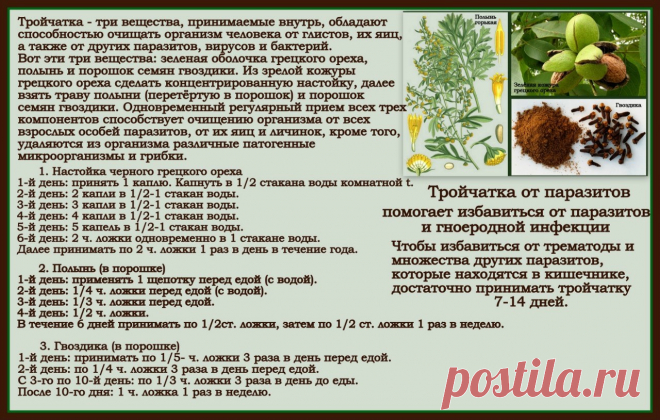 Тройчатка от паразитов