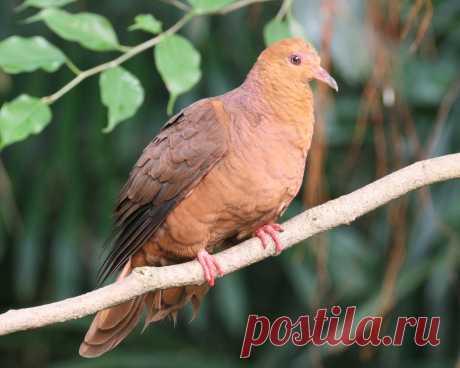 Сем. Голубиные (Columbidae)
Румяный кукушковый голубь (Macropygia emiliana)