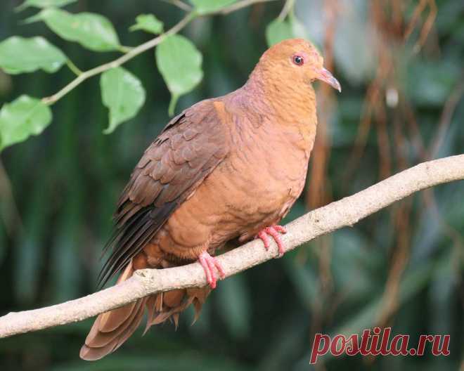Сем. Голубиные (Columbidae)
Румяный кукушковый голубь (Macropygia emiliana)