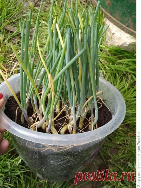 Пора сажать лук чернушку на рассаду! Личный опыт Уже пора сажать лук чернушку на рассаду. Я сажаю обязательно лук-порей и сладкие сорта лука, такие как Эксибишен. Может кому-то пригодится мой опыт. Фото прошлого года. Семена сажаю в простой горшок или обрезанную бутылку...