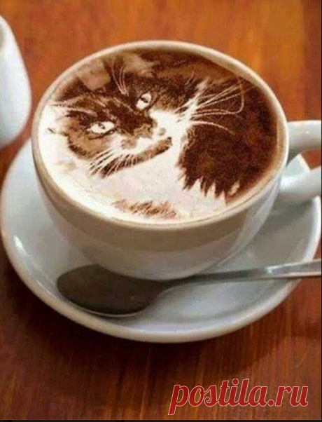 Cattuccino