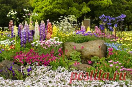 10 самых неприхотливых многолетних цветов. Названия, описания, виды, фото — Ботаничка