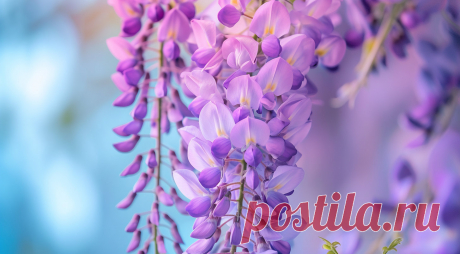 Wisteria/Глициния
- это название цветка и растения, которое происходит от латинского слова. 
Во многих культурах wisteria ассоциируется с красотой, изобилием и очарованием. 
Это красивое растение с гроздьями фиолетовых или розовых цветов, которые зачастую используются для украшения садов и дворов.