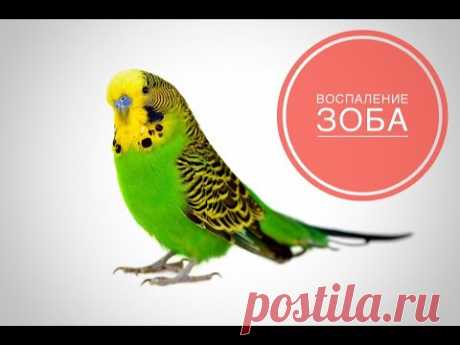 Воспаление зоба