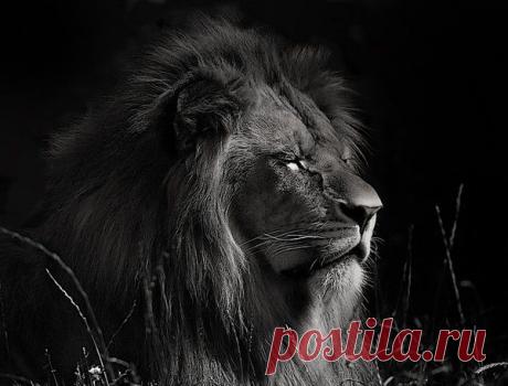 Фото Без названия. Альбом ЦАРЬ ЗВЕРЕЙ - 50 фото. Фотографии ⊰✿⊱ ОЛЬГА ⊰✿⊱.