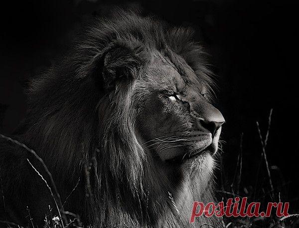 Фото Без названия. Альбом ЦАРЬ ЗВЕРЕЙ - 50 фото. Фотографии ⊰✿⊱ ОЛЬГА ⊰✿⊱.