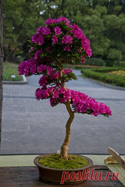 bonsai - Japanese Cherry,  
flickr от JSpyro  |   Pinterest • Всемирный каталог идей